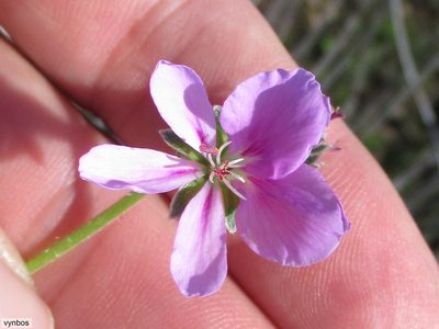 Pelargonium hirtum, photographed by Chris Vynbos