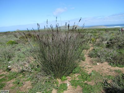 Thamnochortus spicigerus, photographed by Chris Vynbos