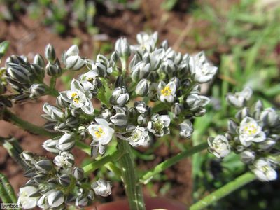 Limeum africanum, photographed by Chris Vynbos