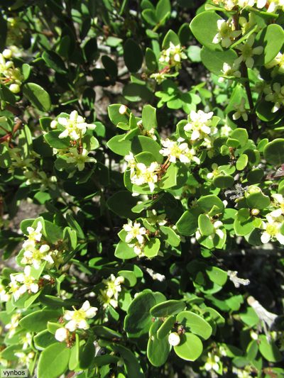 Maytenus lucida, photographed by Chris Vynbos