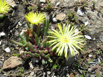 Cheiridopsis rostrata, photographed by Chris Vynbos