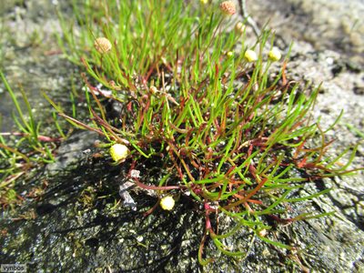 Cotula filifolia, photographed by Chris Vynbos