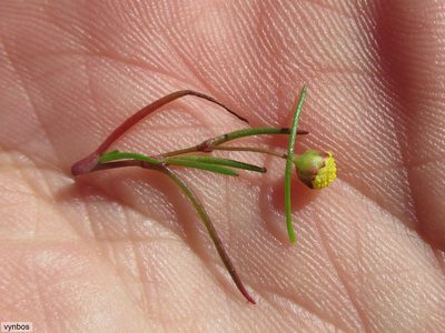 Cotula filifolia, photographed by Chris Vynbos