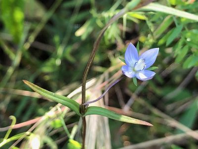 Lomatogonium rotatum, photographed by Jason Grant