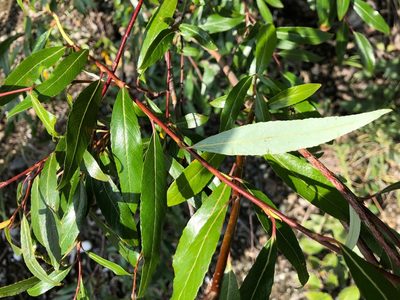 Salix arbusculoides, photographed by Jason Grant