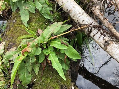 Rumex occidentalis, photographed by Jason Grant