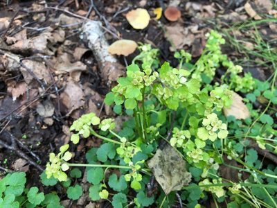 Chrysosplenium tetrandrum, photographed by Jason Grant