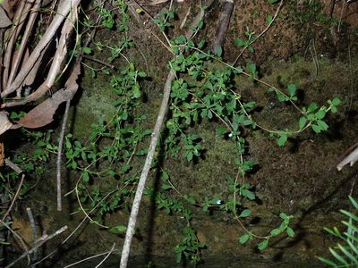 Xanthosia tridentata, photographed by Thomas Mesaglio