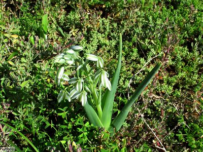 Albuca canadensis, photographed by Chris Vynbos