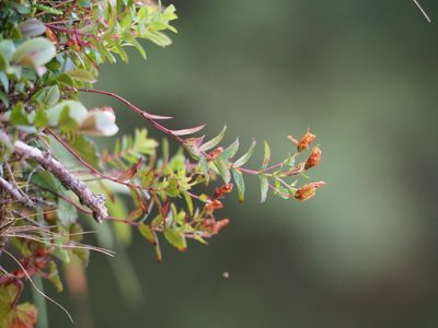 Hypericum nagasawae, photographed by 葉子