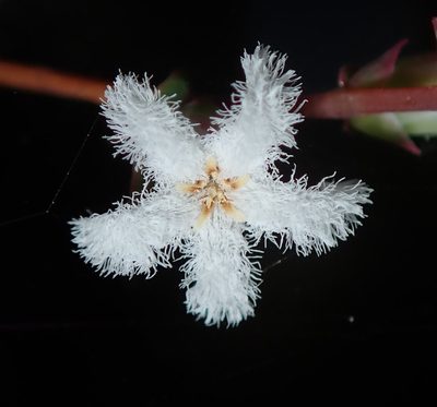 Leucopogon amplexicaulis, photographed by Thomas Mesaglio
