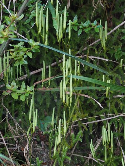 Lycopodium japonicum, photographed by 葉子
