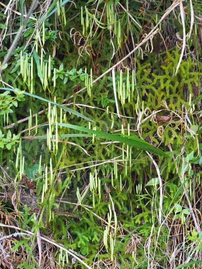Lycopodium japonicum, photographed by 葉子