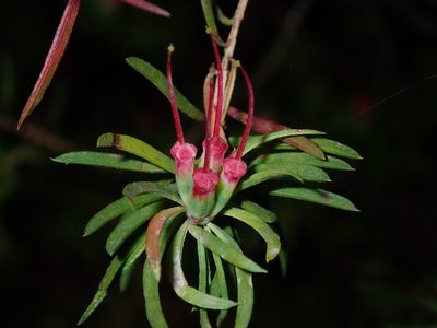 Darwinia procera, photographed by Thomas Mesaglio