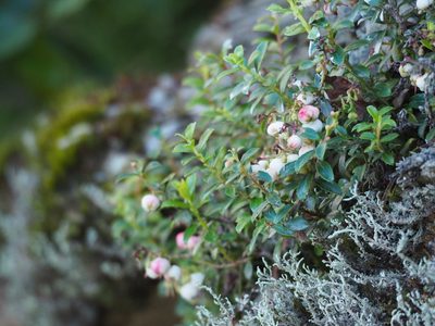 Gaultheria borneensis, photographed by 葉子