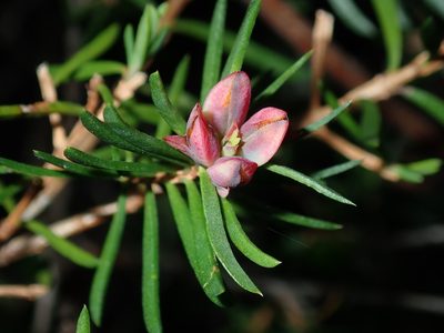 Darwinia procera, photographed by Thomas Mesaglio