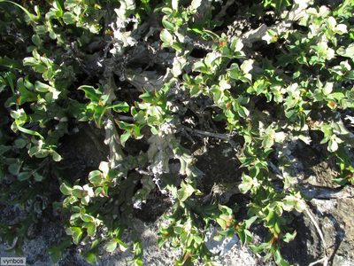 Euphorbia hamata, photographed by Chris Vynbos