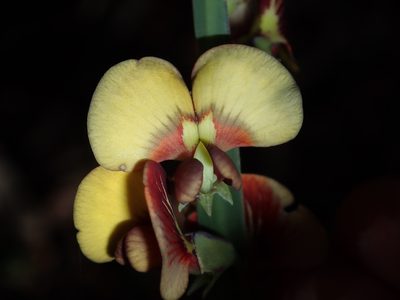 Bossiaea scolopendria, photographed by Thomas Mesaglio
