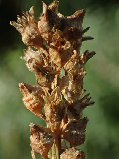 Aletris glabra, photographed by 葉子