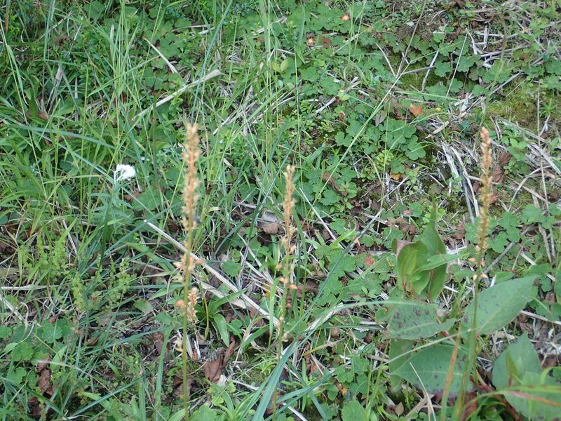 Aletris glabra, photographed by 葉子
