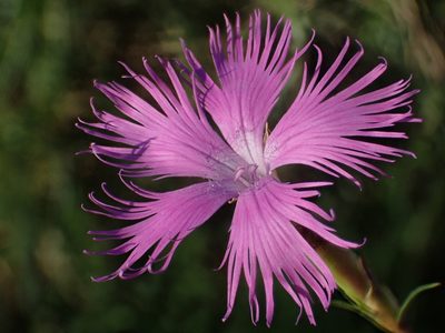 Dianthus longicalyx, photographed by 葉子
