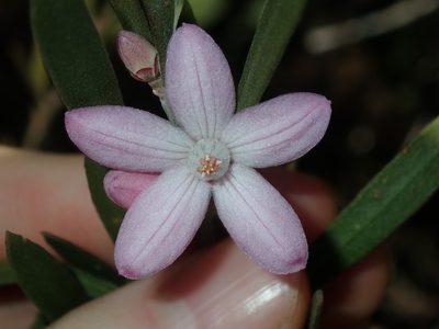 Eriostemon australasius, photographed by Thomas Mesaglio