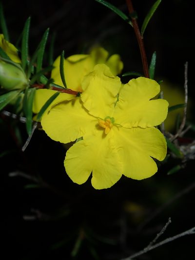 Hibbertia cistiflora, photographed by Thomas Mesaglio
