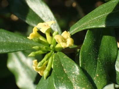 Daphne arisanensis, photographed by 葉子