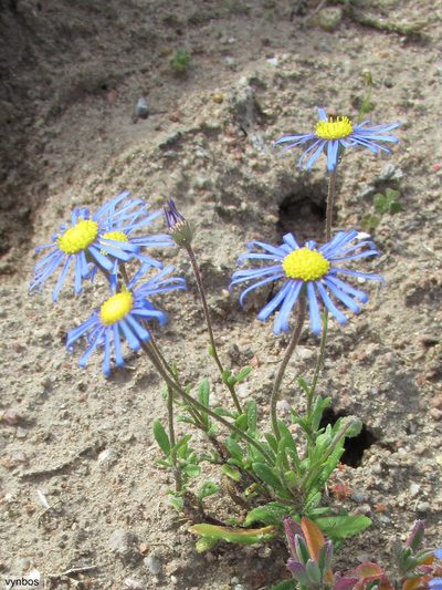 Felicia bergeriana, photographed by Chris Vynbos