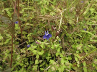 Lobelia alsinoides, photographed by Ajit Ampalakkad