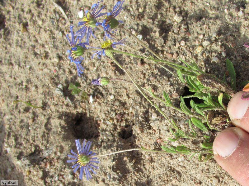 Felicia bergeriana, photographed by Chris Vynbos