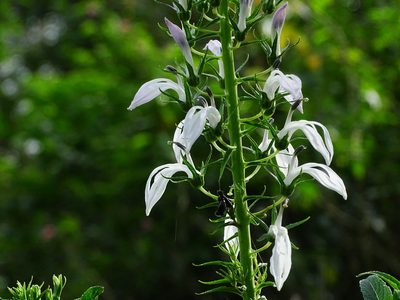 Lobelia nicotianifolia, photographed by Ajit Ampalakkad