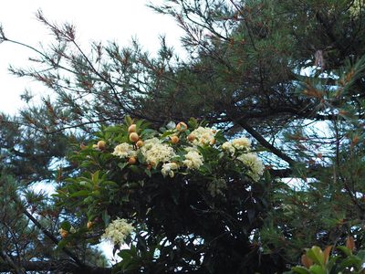 Hydrangea integrifolia, photographed by 葉子
