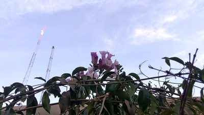 Mansoa alliacea, photographed by Ajit Ampalakkad