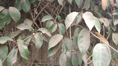 Mansoa alliacea, photographed by Ajit Ampalakkad