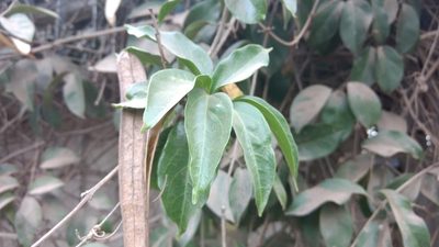 Mansoa alliacea, photographed by Ajit Ampalakkad