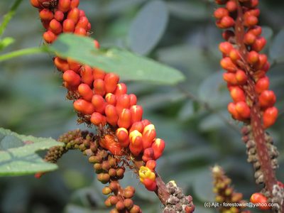 Moullava spicata, photographed by Ajit Ampalakkad