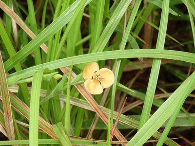 Murdannia lanuginosa, photographed by Ajit Ampalakkad