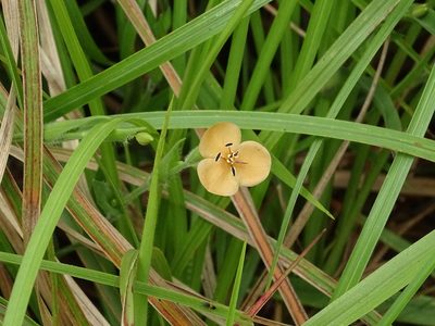 Murdannia lanuginosa, photographed by Ajit Ampalakkad
