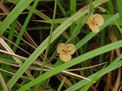 Murdannia lanuginosa, photographed by Ajit Ampalakkad