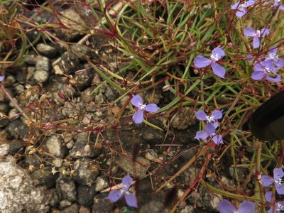 Murdannia semiteres, photographed by Ajit Ampalakkad