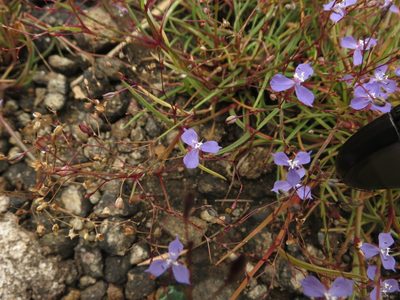 Murdannia semiteres, photographed by Ajit Ampalakkad