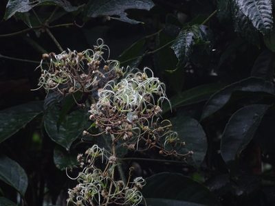 Clematis zeylanica, photographed by Ajit Ampalakkad