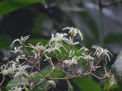 Clematis zeylanica, photographed by Ajit Ampalakkad