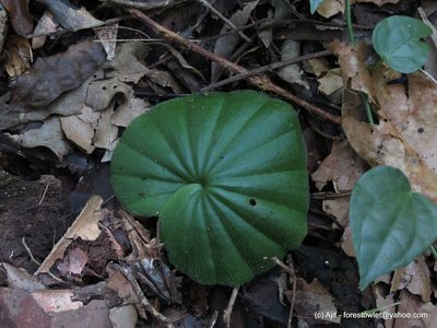 Nervilia simplex, photographed by Ajit Ampalakkad