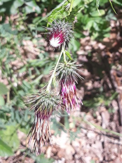 Ptilostemon strictus, photographed by Valentina Caviglia