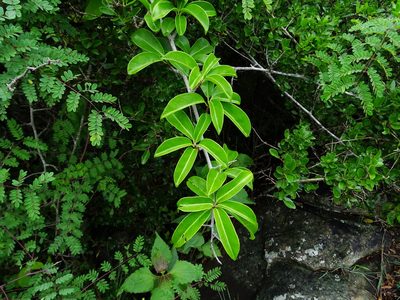 Embelia drupacea, photographed by Ajit Ampalakkad