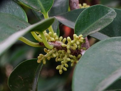 Embelia drupacea, photographed by Ajit Ampalakkad