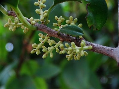 Embelia drupacea, photographed by Ajit Ampalakkad
