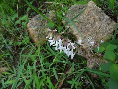 Orthosiphon thymiflorus, photographed by Ajit Ampalakkad